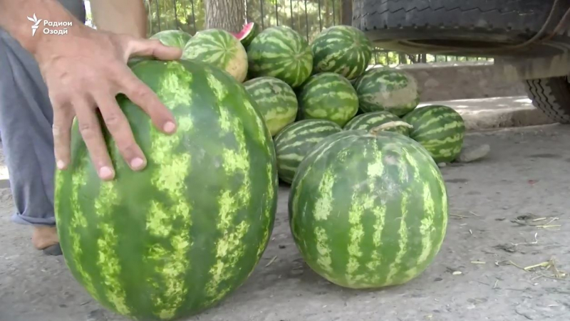 Как в Таджикистане собирают урожай арбузов и дынь  