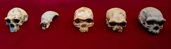 Китайцы выдали новую версию происхождения Homo sapiens