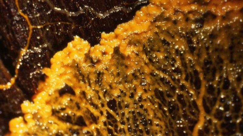 Лишенный мозга слизевик научился принимать решения