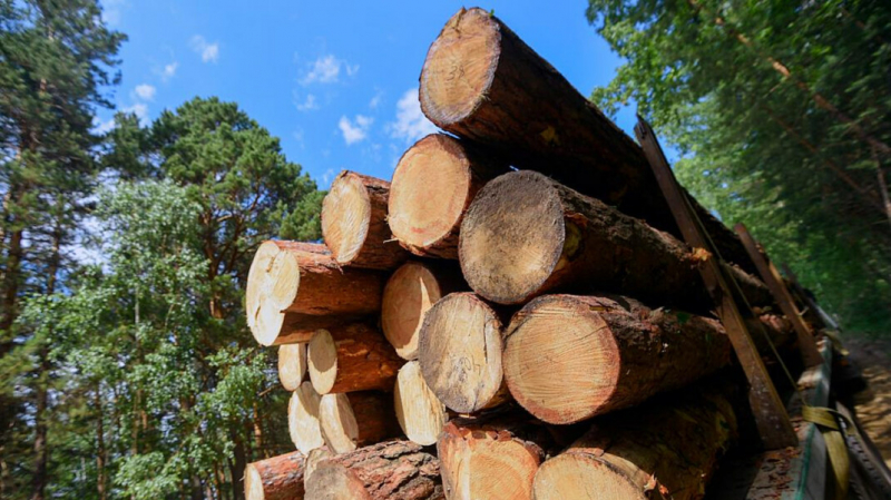 Международный регулятор запретил продавать лес из Иркутской области после расследования о незаконных вырубках