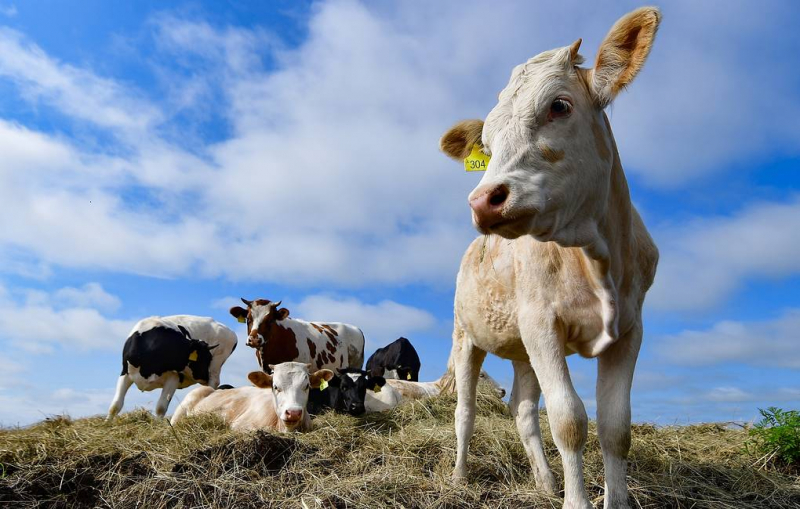 Микробов, которые могут разлагать пластик, нашли в коровьем кишечнике