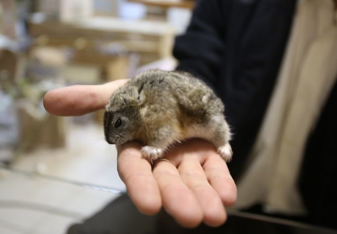 На Новой Земле обнаружен еще один современник мамонтов