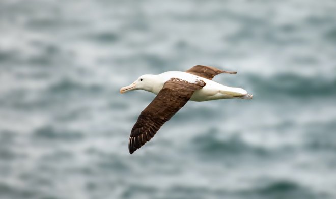 Птицы с черными крыльями летают дальше и лучше