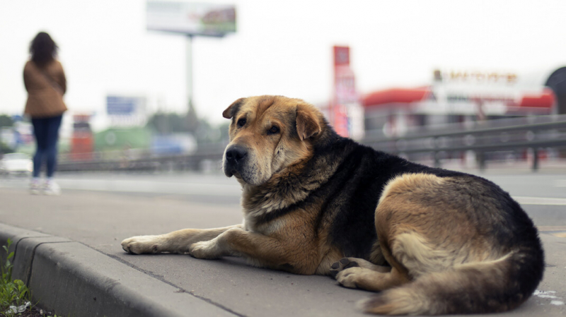 В Госдуму внесли законопроект о штрафах за выброшенных домашних питомцев