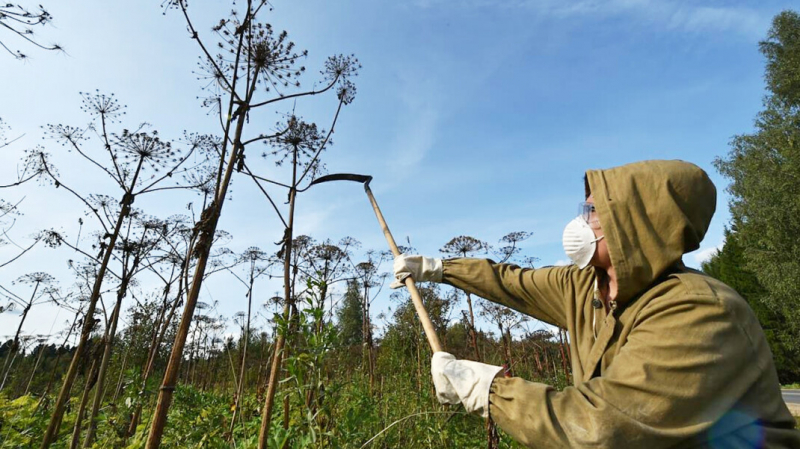 В Ленинградской области осуждённых на обязательные работы отправили косить борщевик