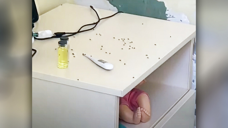 Власти Тулы начали проверку после публикации видео с «нашествием» муравьёв в детской больнице