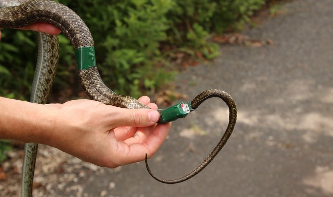 Змеи-дозиметристы исследуют радиационную обстановку в Фукусиме 