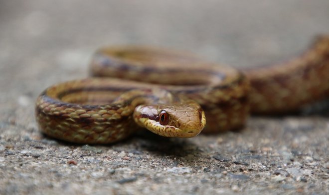 Змеи-дозиметристы исследуют радиационную обстановку в Фукусиме 