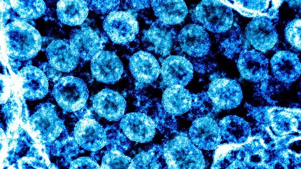 Covid-19 не был биологическим оружием, заключили спецслужбы США