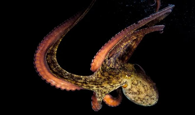 Осьминоги бросаются мусором в качестве весомого аргумента в беседе