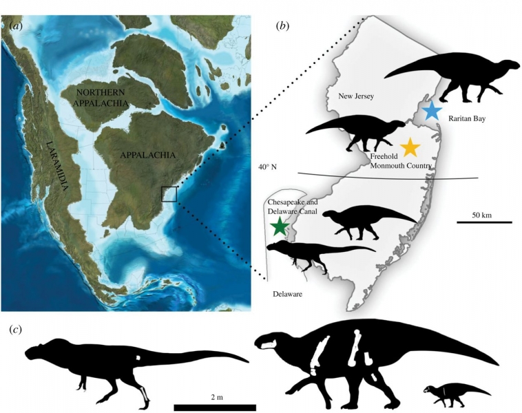 У тираннозавров были кузены, жившие на Восточном побережье Северной Америки