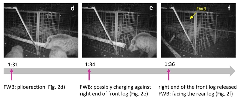 Ученые зафиксировали как кабаны спасли сородичей открыв двери ловушки