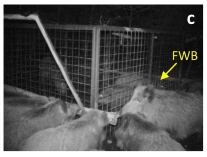 Ученые зафиксировали как кабаны спасли сородичей открыв двери ловушки