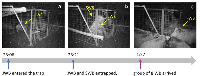 Ученые зафиксировали как кабаны спасли сородичей открыв двери ловушки