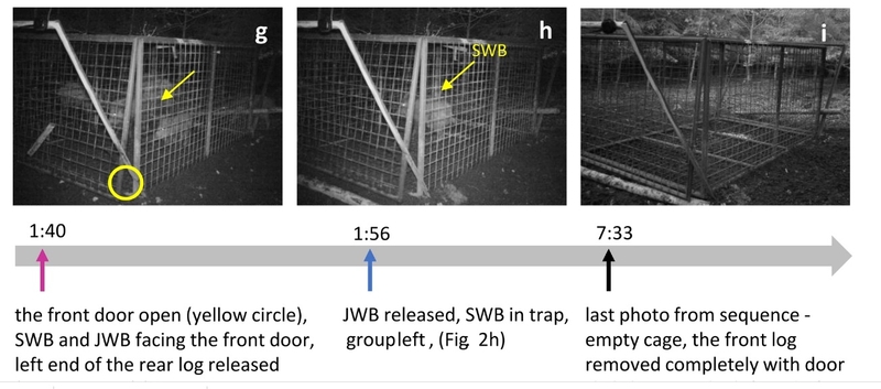 Ученые зафиксировали как кабаны спасли сородичей открыв двери ловушки