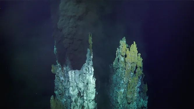 Уникальные кадры со дна Марианской впадины: обитатели глубин