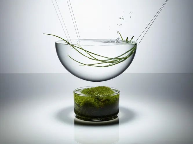 Зеленый «интернет»: как растения общаются друг с другом в тайне от нас