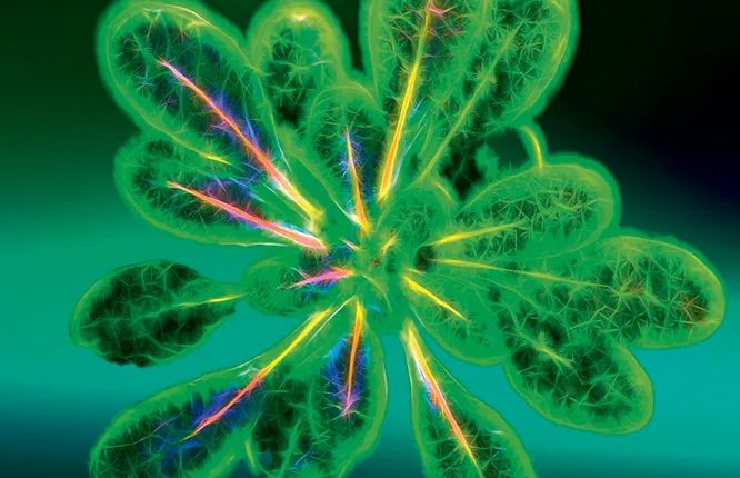 Зеленый «интернет»: как растения общаются друг с другом в тайне от нас