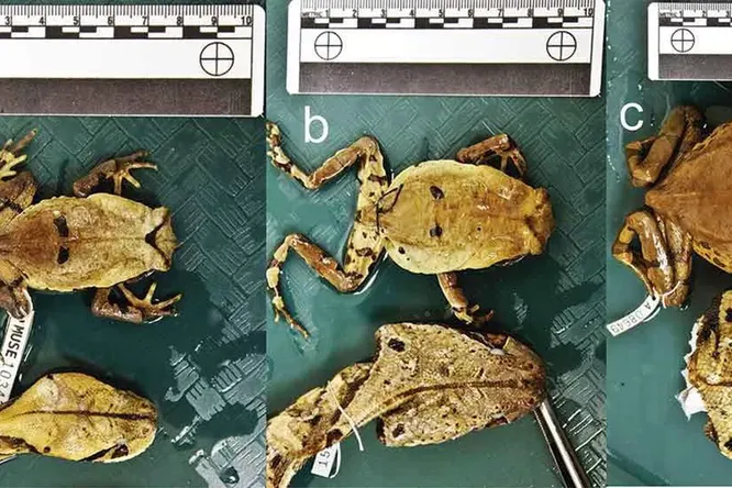 Жаба научилась маскироваться под гадюку для защиты от хищников