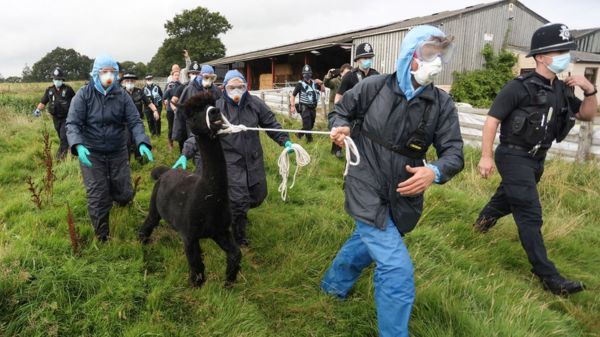 Джеронимо не спасли: британские власти усыпили альпаку, несмотря на тысячи просьб о помиловании