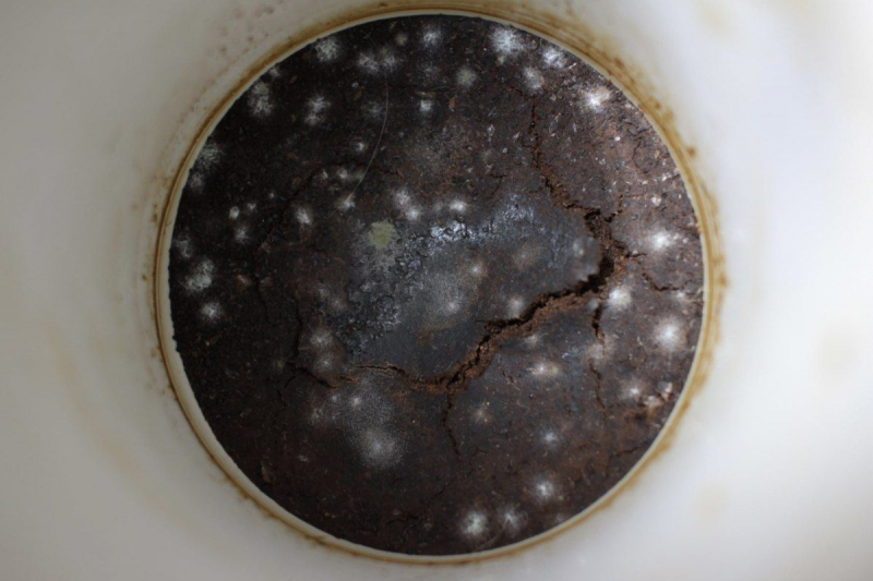 На МКС были выявлены повышенные показатели по уровню плесневых форм грибов