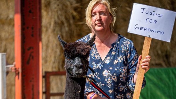 Джеронимо не спасли: британские власти усыпили альпаку, несмотря на тысячи просьб о помиловании