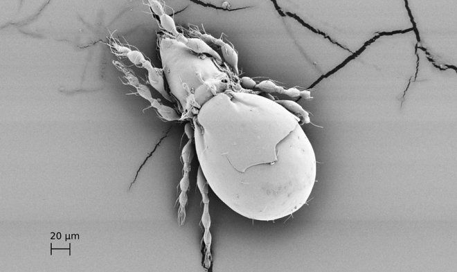 Этот древний клещ отказался от секса и искусно выживает уже миллионы лет