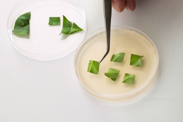 Финские ученые вырастили кофе в пробирке