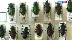 Климат Сибири тысячелетней давности изучают новосибирские учёные по останкам насекомых