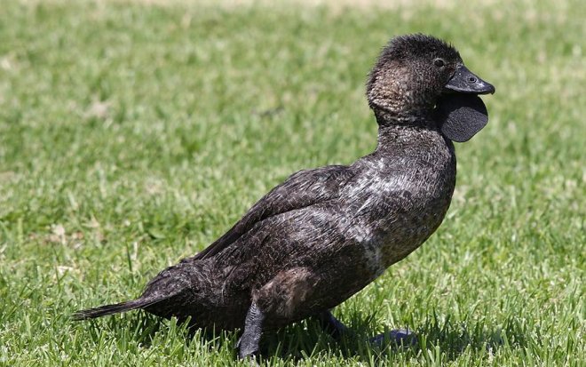 Лопастные утки научились ругаться на человеческом языке