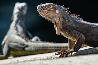 Палеонтологи восстановили внешний вид карнотавра