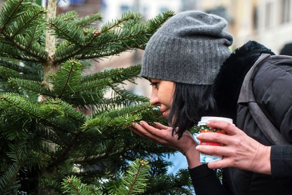 Российские ученые обнаружили «эликсир молодости» в сибирской пихте