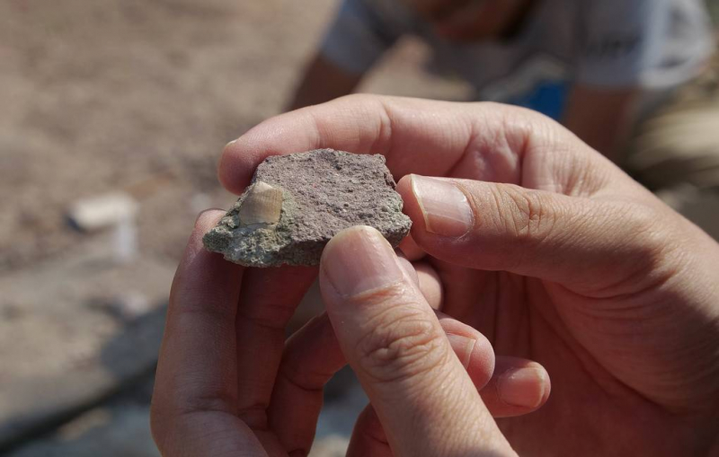 Следы кариеса нашли у приматов, живших 54 млн. лет назад