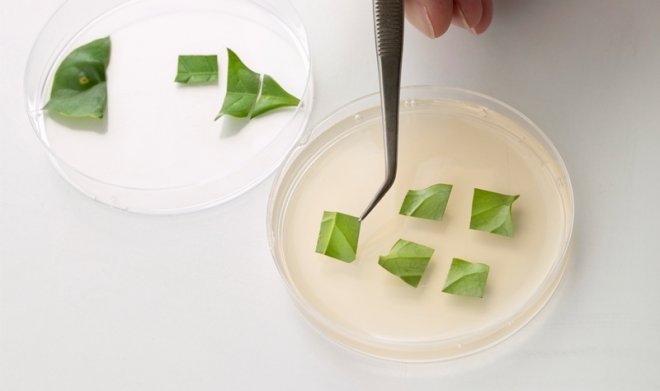 В Финляндии научились выращивать «кофе из пробирки» 