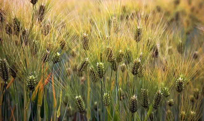 Исландские генетики модифицировали ячмень для выращивания мясных белков