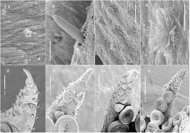Юные осьминоги выращивают сотни загадочных органов, но теряют их до наступления зрелости