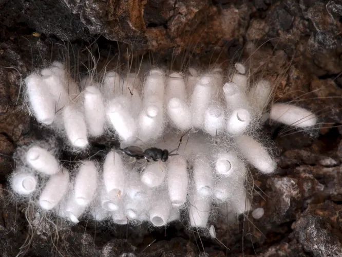 Паразиты паразитов