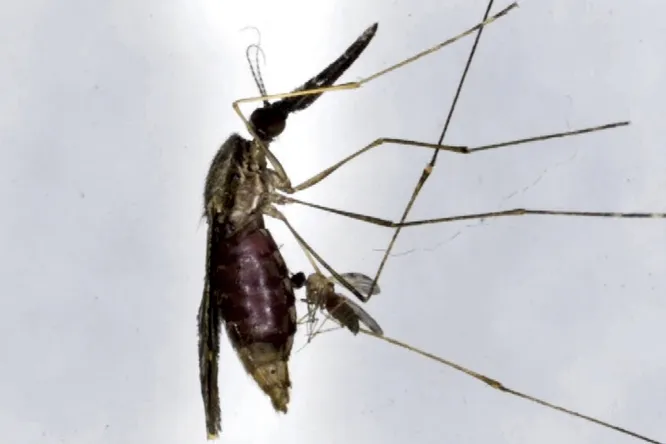 Паразиты паразитов