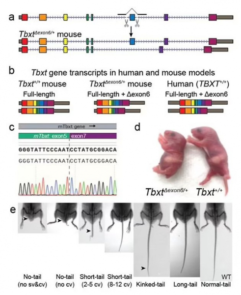 Почему человек утратил хвост: новое исследование