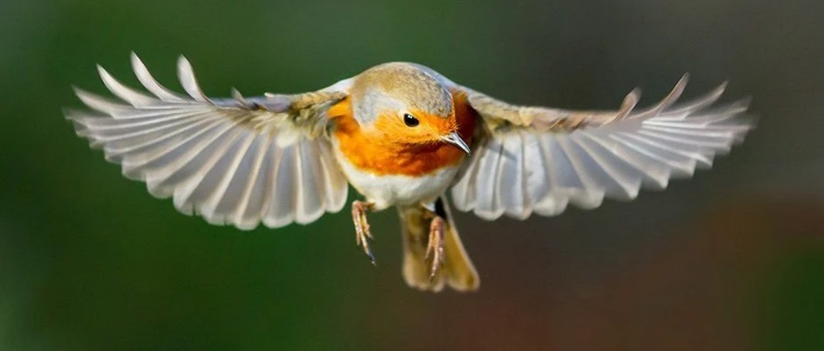 Птицы обладают загадочным "квантовым чутьем", а люди реагируют на магнитные поля