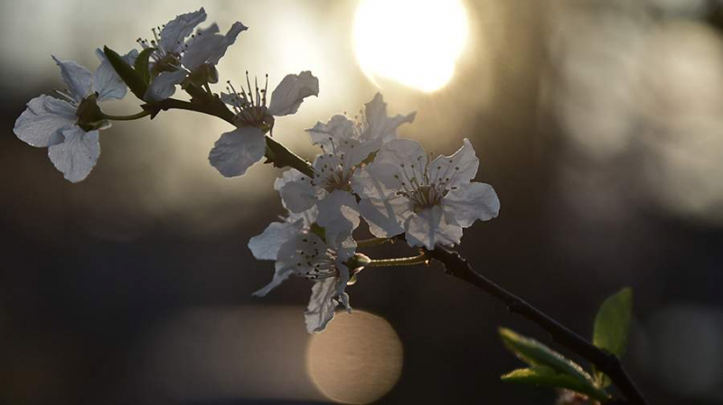 Ученые из США запланировали использовать растения для освещения улиц