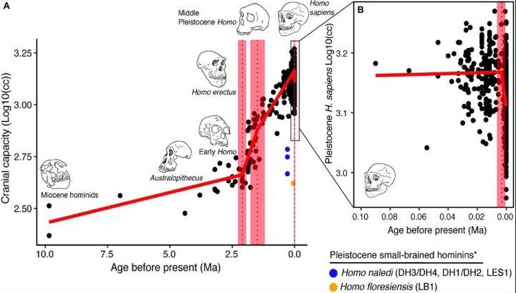 Ученые поняли, почему их мозг стал уменьшаться