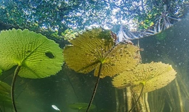 В Мексике найден реликтовый лес, сохранившийся с последнего ледникового периода