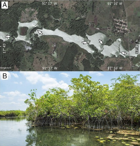 В Мексике найден реликтовый лес, сохранившийся с последнего ледникового периода