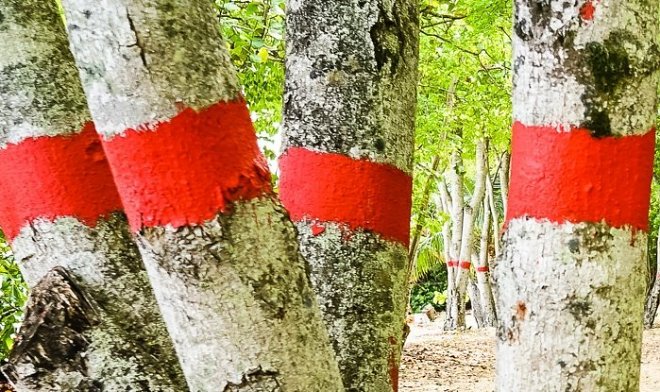 «Дерево смерти»: что из себя представляет и где растет самое опасное дерево в мире