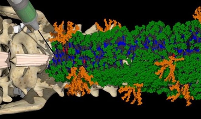 Единственная инъекция «танцующих молекул» вернула парализованным мышам способность ходить