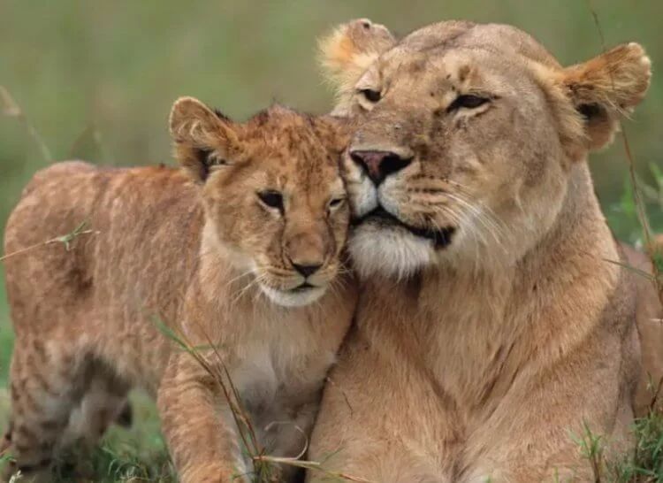 Младенцы выделяют феромоны, которые делают женщин агрессивными, а мужчин — спокойными