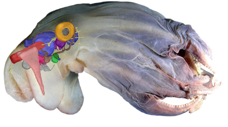 Наш собственный космос: что мы узнали об океане за последние 10 лет