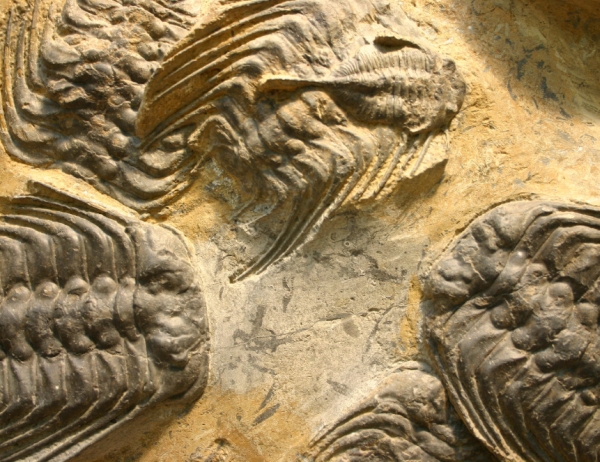 Названы основные причины первого массового вымирания