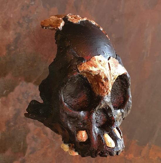 Описан первый череп ребенка Homo naledi